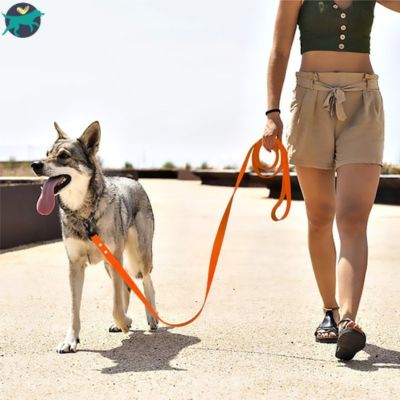 longe-chien-plastique-orange