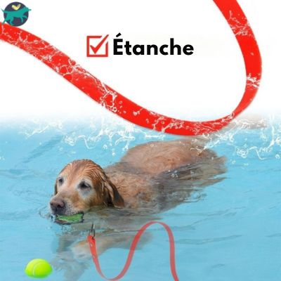 longe-chien-dressage