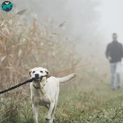 longe-chien-rappel