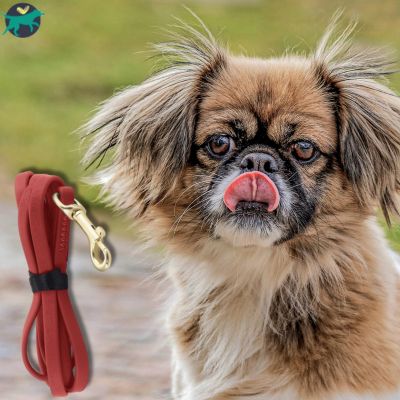 longe-chien-rouge