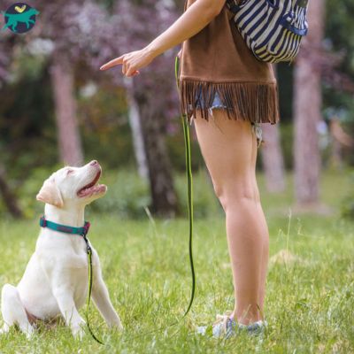 longe-pour-chien-dressage