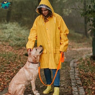longe-pour-chien-jaune