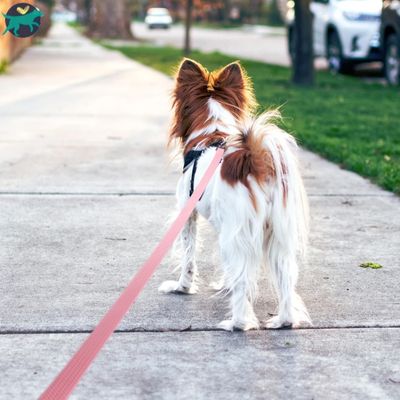 longe-pour-chien-longe-rose