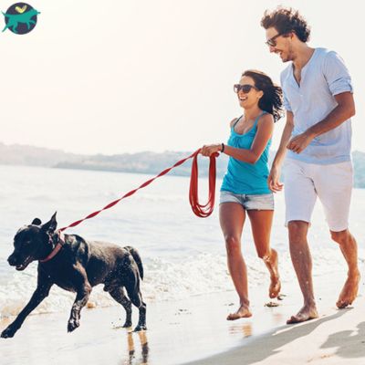 Longe pour chien | TrailLeash™