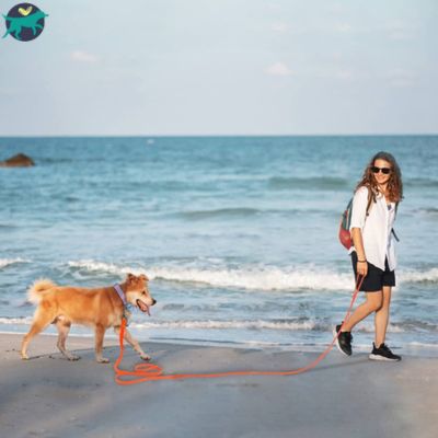 longe-pour-chien-longue