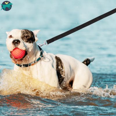 Longe pour chien | TrailLeash™
