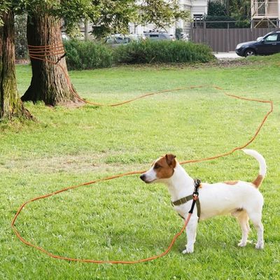 longe-pour-chien-orange-durable