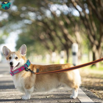longe-pour-chien-orange