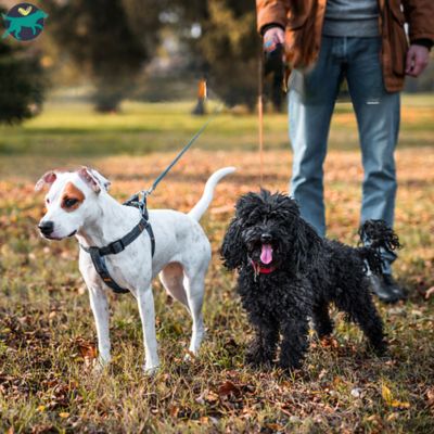 longe-pour-chien-plage