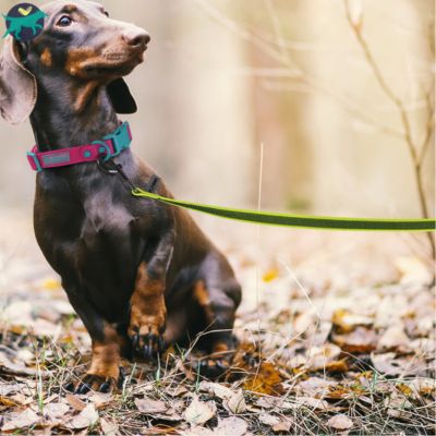 longe-pour-chien-verte