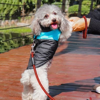 manteau-chien-bleu