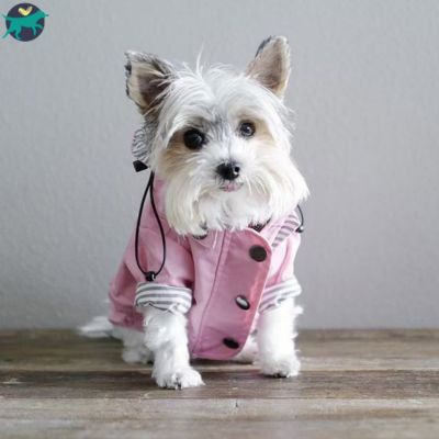 manteau-chien-jaune