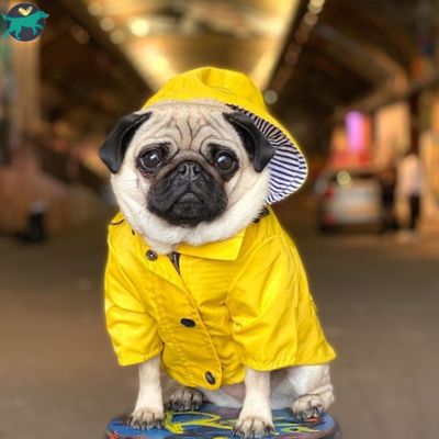 manteau-chien-moyen
