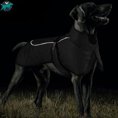 manteau-chien-nuit