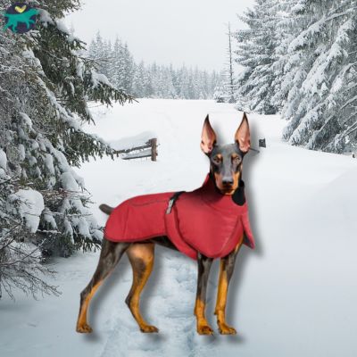 Manteau Chien  | PawCape™