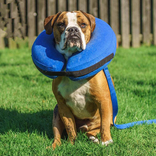 meilleur collerette chien