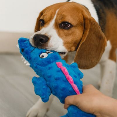 peluche-chien-crocodile-bleu