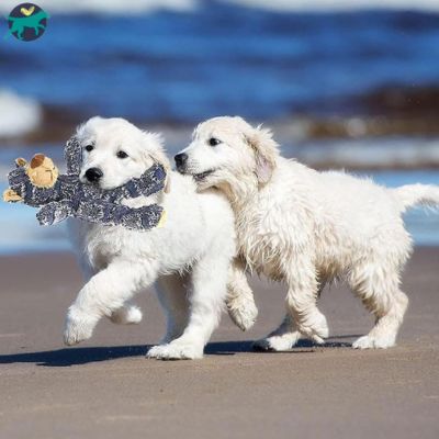 peluche-pour-chien-bleu