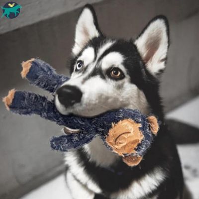 peluche-pour-chien-solide
