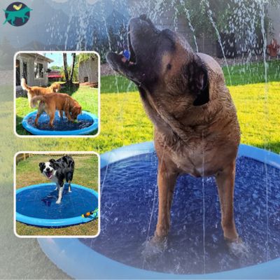 piscine-pour-chien-été