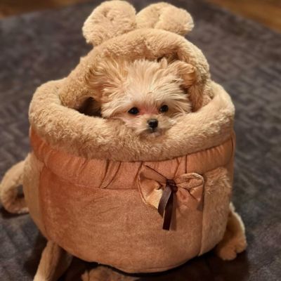 sac-de-transport-chien-brun