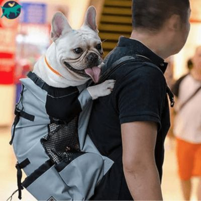 sac-de-transport-pour-chien-gris