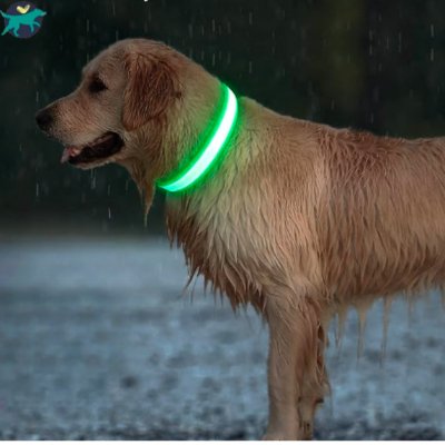 Collier lumineux chien | SafeCo™ - Malin et Câlin