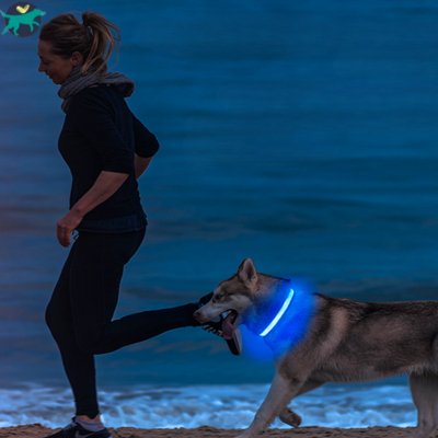 Collier lumineux chien | SafeCo™ - Malin et Câlin