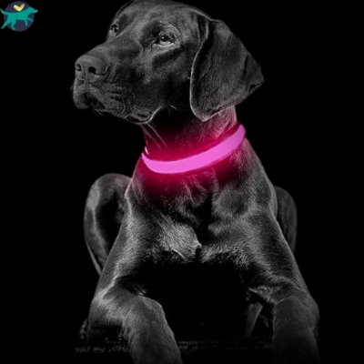 Collier lumineux chien | SafeCo™ - Malin et Câlin