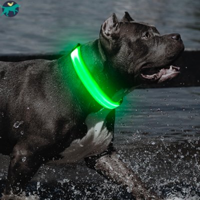 Collier lumineux chien | SafeCo™ - Malin et Câlin
