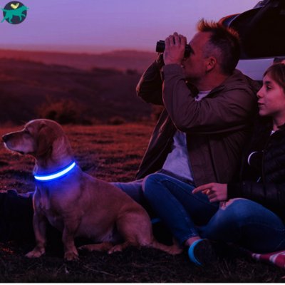 Collier lumineux chien | SafeCo™ - Malin et Câlin